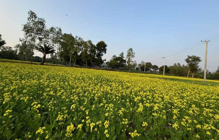 নীল আকাশের নিচে বিস্তীর্ণ ফসলের মাঠজুড়ে হলুদ সরিষা ফুল।