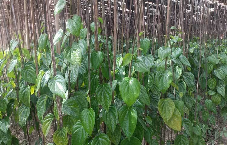 বর্তমানে শ্রমিক সংকট, নানা রোগবালাইয়ের কারণে দিন দিন আবাদের পরিমাণ কমে গেছে। পান চাষ করে পরিবার-পরিজন নিয়ে কোনোমতে তাদের পেট চলছে।