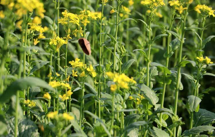 অন্য ফসলের তুলনায় সরিষায় লাভ বেশি হওয়ায় আগ্রহ দিন দিন বাড়ছে। গত মৌসুমের তুলনায় এ বছর সরিষা চাষের পরিমাণ দ্বিগুণ বেড়েছে।