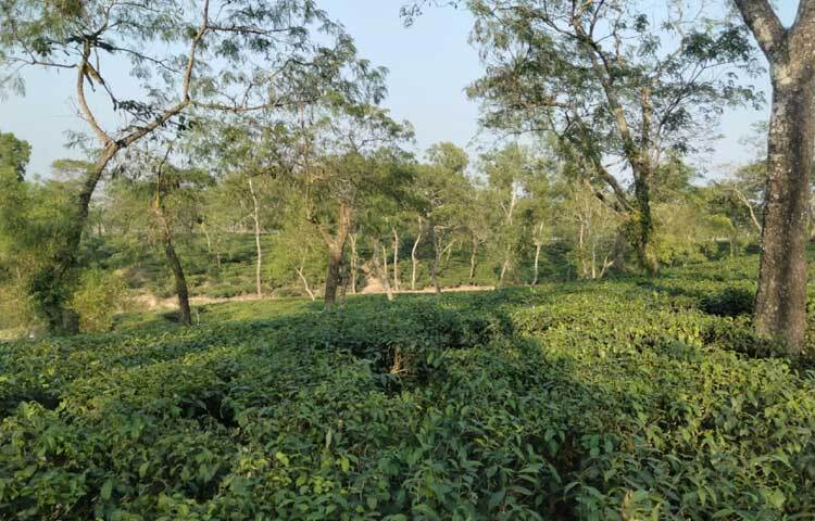 ২০০৪ সালে মাত্র আড়াই লাখ কেজি চা যেখানে উৎপাদন হতো, এখন প্রায় চারগুণ বেড়ে হয়েছে ৯ লাখ কেজি। গুণগতমান ও উৎপাদনে বাগানটি স্থান করে নিয়েছে দেশের শীর্ষ বাগানের তালিকায়। জাতীয় গড় উৎপাদনের পরিমাণের চেয়ে প্রতি হেক্টরে ১০০০ কেজি বেশি চা উৎপাদন হয় এখানে। তৈরি হচ্ছে বিশ্বমানের গ্রিন টি ও হোয়াইট টি।