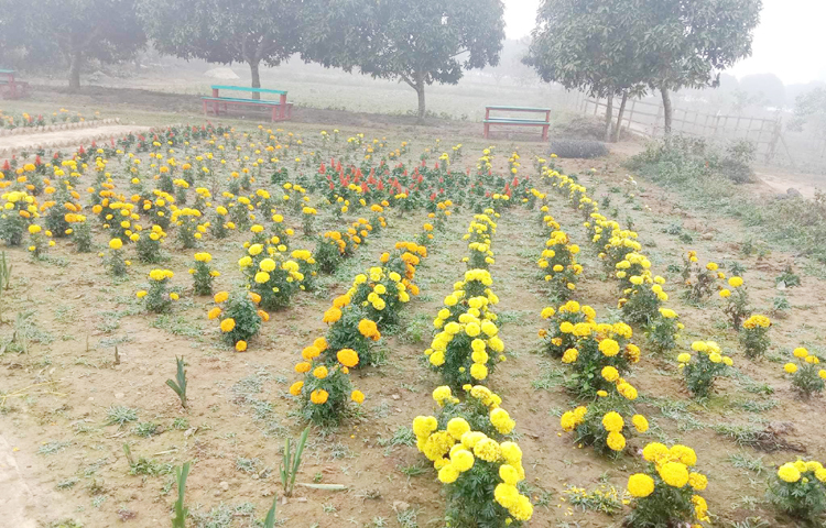 বাগানে হাঁড়িভাঙা, ব্যানানা, মিয়াজাকি, আম্রপালি, কিউজাইসহ প্রায় ১৬০০ আম গাছ আছে। ফুলের মধ্যে দৃষ্টি কাড়ে গাঁদা, সিলভিয়া, চন্দ্রমল্লিকা, স্নোবল, ডায়েন্থাস, রজনীগন্ধা, জিনিয়া, গোলাপ, গ্লাডিওলাস, ডালিয়া, অস্ট্রেলিয়ান বোটল ব্রাশ, সিলভার কুইন, জাকারান্ডা, চন্দ্রপ্রভা, কৃষ্ণচূড়া, চেঞ্জার স্থলপদ্ম, ৪ কালার ফুরুস, হাসনাহেনা, বিদেশি জবা, চাইনিজ পুরি। এসব ফুলের সুগন্ধ যে কারো হৃদয় কাড়বে। ছবি: এম মাঈন উদ্দিন