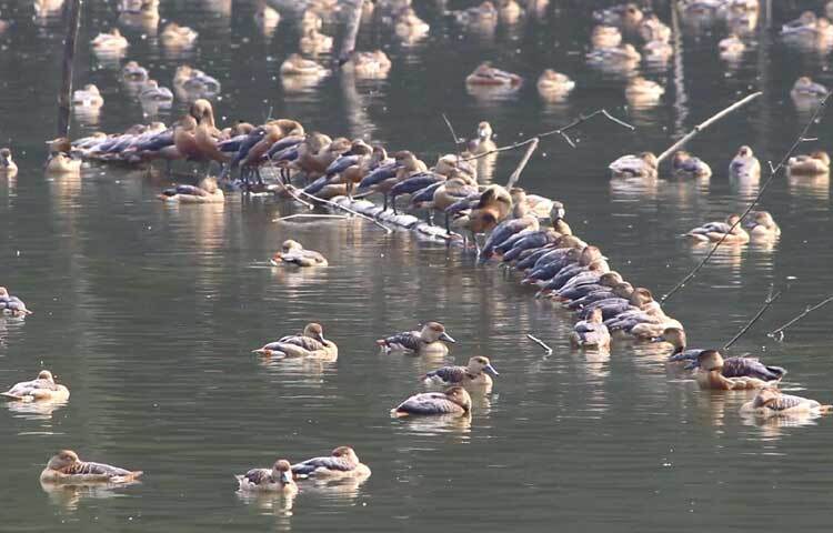 দেহ বাদামি ও গলা লম্বা। ডানা যথেষ্ট চওড়া। ওড়ার সময় শিষের মতো শব্দ করে।
