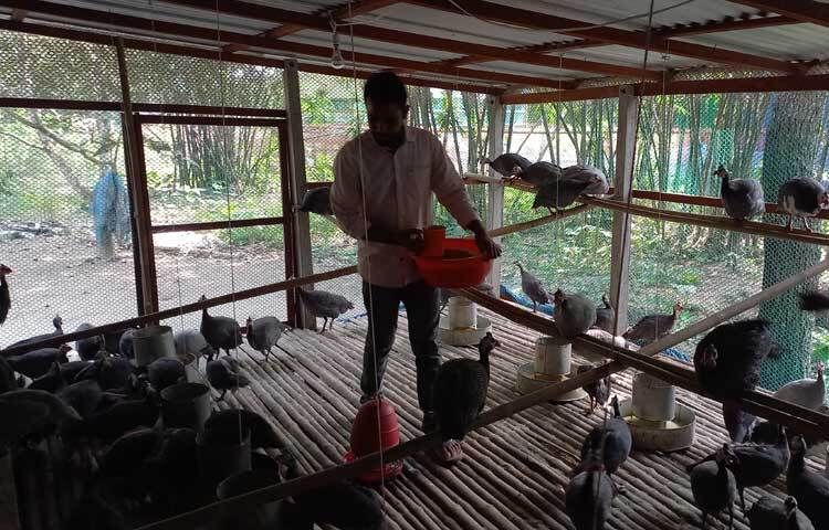 অল্প খরচ ও কষ্টে তিতির পাখি পালন লাভজনক হওয়ায় তিনি সম্পূর্ণ বাণিজ্যিকভাবে লালন-পালন করছেন।