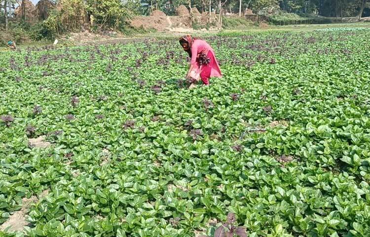 তিনি ১০ বছরে ধরে গাজীপুরের কালীগঞ্জ উপজেলার জামালপুর ইউনিয়নের চুপাইর গ্রামে পুঁইশাক চাষ করছেন। তাকে দেখে আগ্রহী হচ্ছেন ওই গ্রামের আশপাশের কৃষকেরাও।