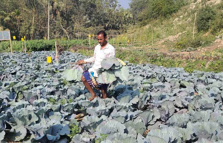 তার আবাদ করা ২০ শতাংশ জমিতে প্রায় দেড় লাখ টাকার কপি উৎপাদন হয়েছে।