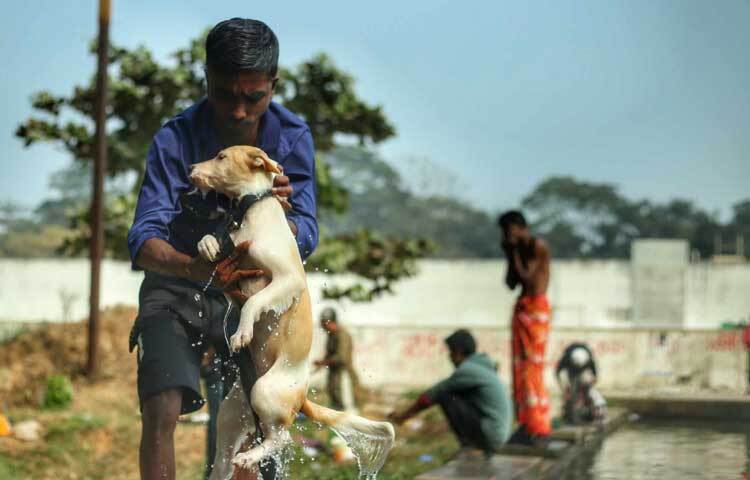 এতেই বাধে বিপত্তি। তার কুকুরটি রতনের শোকে নাওয়া-খাওয়া ছেড়ে দেয়। যেন বেঁচে থাকার কোনো ইচ্ছেই নেই তার।