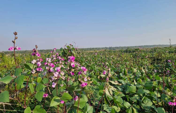 বিস্তীর্ণ মাঠজুড়ে চলছে কৃষকদের ব্যস্ততা। যতদূর চোখ যায় শুধু শিম গাছ। বেট কেটে মাটি উঁচু করে মাচা পদ্ধতিতে বিশেষ পরিচর্যায় লাগানো প্রতিটি গাছেই ঝুলছে প্রচুর ফুল ও শিম।