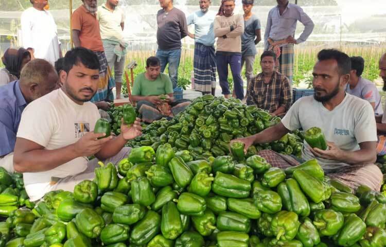 সে বছর এ চাষে ২ লাখ ২০ হাজার টাকা খরচ করে তিনি প্রায় ৪ লাখ টাকা মুনাফা পান। এতে আগ্রহ বাড়ে অন্য সদস্যদের। তাদের মধ্যে ৩০ জন কৃষক যশোর অঞ্চলের টেকসই কৃষি সম্প্রসারণ প্রকল্পের আওতায় নিয়ামতবাড়িয়া মাঠপাড়া এলাকায় ১০ বিঘা জমিতে ক্যাপসিকাম চাষ করেন।