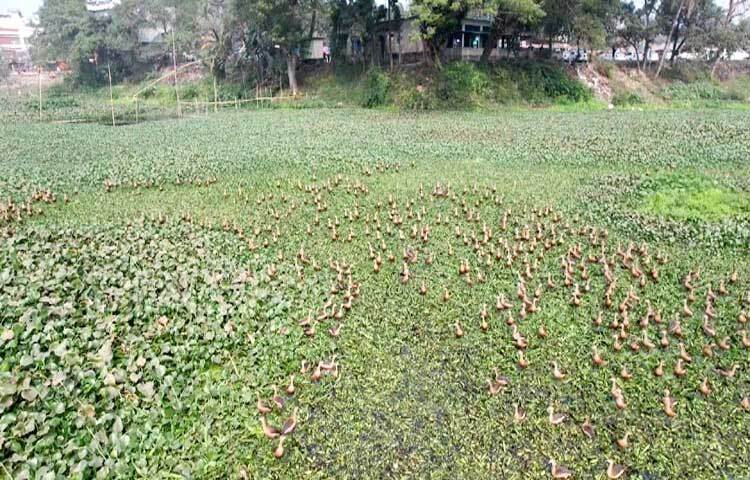 দখল ও দূষণে নরসুন্দার অভয়ারণ্য হারাতে বসেছে তার সৌন্দর্য। কচুরিপানার ভিড়ে পরিযায়ী পাখিদের অস্তিত্ব খুঁজে পাওয়া যেন কঠিন হয়ে উঠেছে। হতাশা বাড়ছে প্রকৃতিপ্রেমীদের মাঝেও।