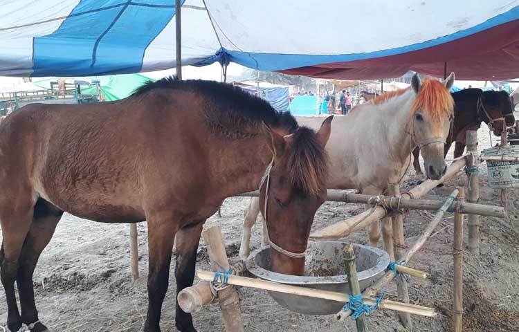 রাজা, বিজলী রানী, রাস্তার পাগল, রংবাজ, পারলে ঠেকাও, কাজলি, তাজিয়া, কুমার রাজা, বিজলী, বাহাদুর এমন বাহারি নামের ঘোড়া দেখা গেছ।