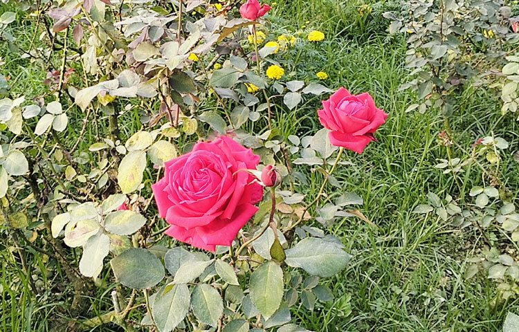 এ বছর ভালোবাসা দিবস উপলক্ষে বাগান থেকে প্রায় ১৪০০ লাল গোলাপ ও ১ হাজার গাঁদা ফুল কাটা হয়েছে। এসব ফুল দোকানে বিক্রির জন্য পাঠানো হয়েছে।