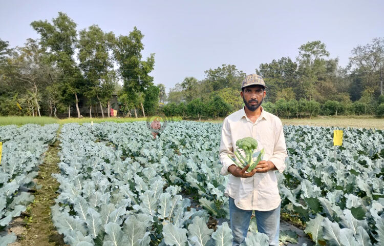 মামুন বলেন, ‘গত বছর নিজেদের খাওয়ার জন্য কিছু জায়গায় ব্রোকলি চাষ করেছিলাম। খুব ভালো ফলন হওয়ায় বাণিজ্যিকভাবে চাষের পরিকল্পনা করি। উপজেলা কৃষি অফিসের প্রদর্শনী পেয়ে ৫০ শতক জমিতে চাষ করি। ফলন ভালো হয়েছে। এতে খরচ হয়েছে ১৪-১৫ হাজার টাকা। আশা করি ৪০-৫০ হাজার টাকা বিক্রি করতে পারবো।’