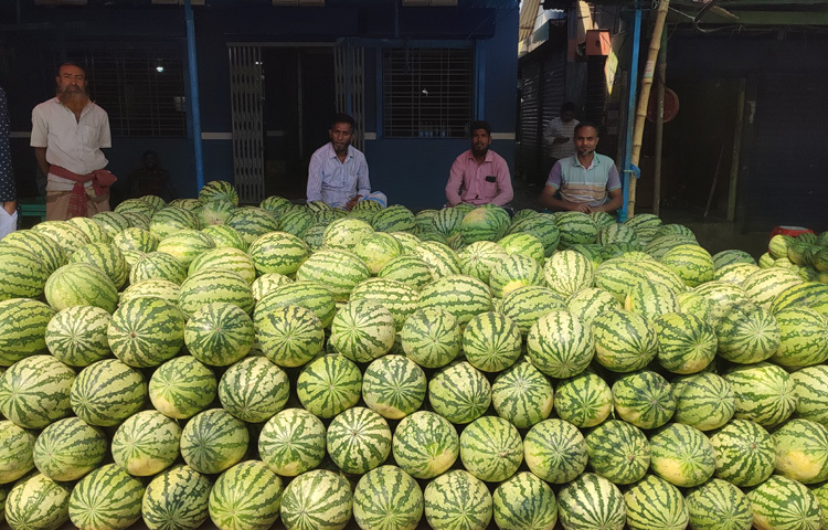 প্রতিনিয়তই বাড়ছে তরমুজের আমদানি।