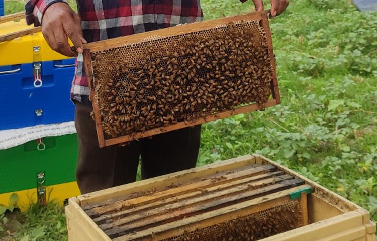 সংরক্ষণ করছে বিপুল পরিমাণের মধু।