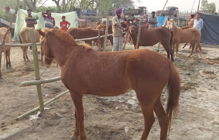 শত শত বছর ধরে চলে আসা এই মেলা শুধু দোল উৎসবের কেন্দ্রবিন্দু নয়, এটি উত্তরবঙ্গের অন্যতম বৃহত্তম পশুর হাট হিসেবেও পরিচিত।