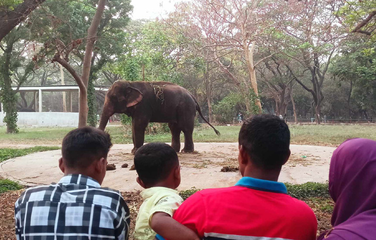 অন্যদিকে লম্বা ছুটির কথা মাথায় রেখে এবার দর্শনার্থীদের জন্য বিশেষ প্রস্তুতি নিয়েছে জাতীয় চিড়িয়াখানা কর্তৃপক্ষ।