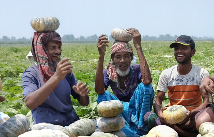 জেলা কৃষি সম্প্রসারণ অধিদপ্তরের উপপরিচালক ড. সাইখুল আরিফিন বলেন, এ বছর আলুর দাম কম হওয়ায় কুমড়ার দামও কমেছে। চাষিরা একসাথে কুমড়া হার্ভেস্ট করায় সরবরাহ বেড়ে যায়। যত্ন করে রাখলে বাড়িতে ৬-৭ মাস সংরক্ষণ করা যায়। অধিকাংশ চাষির নগদ টাকার প্রয়োজন হওয়ায় কুমড়া সংরক্ষণ করতে পারেন না।
