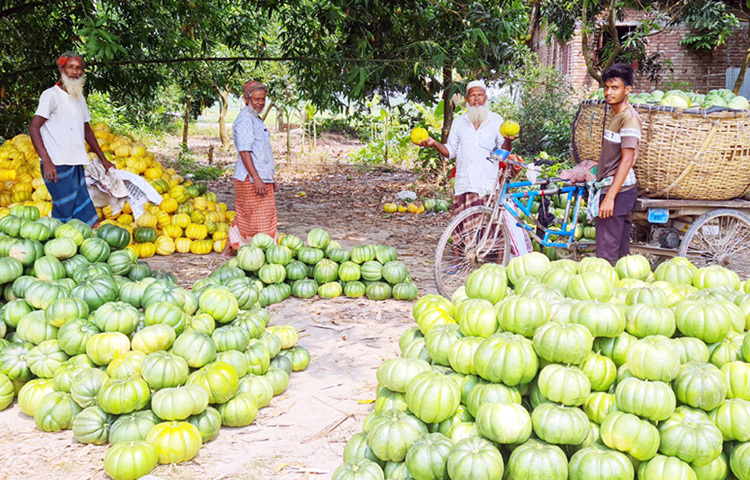 শ্রমিক মজুরি ও পরিবহন ব্যয় না ওঠায় এ ফল সংগ্রহে আগ্রহ হারাচ্ছেন কৃষকেরা। ফলে ক্ষেতেই পচে নষ্ট হচ্ছে অধিকাংশ বাঙ্গি।