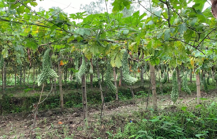 বিষমুক্ত করলা চাষে বদলে গেছে গ্রামের কৃষকদের ভাগ্য। উৎপাদিত করলা যাচ্ছে রাজধানীসহ বিভিন্ন স্থানে।