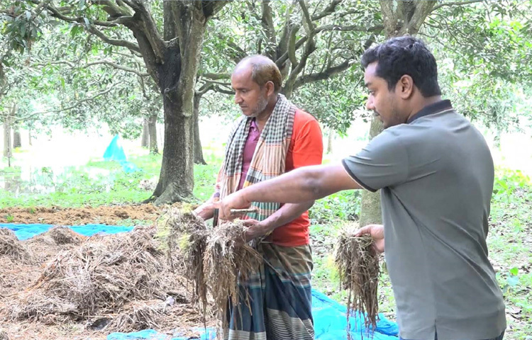কৃষকদের অভিযোগ, ধান কাটার সময় হলেও টানা বৃষ্টির কারণে মাঠে নামা যাচ্ছে না। এছাড়া শ্রমিক সংকটের কারণে চাইলেও দ্রুত ধান কাটা সম্ভব হচ্ছে না। আর এতেই বিপাকে পরেছেন ওই এলাকার চাষিরা।