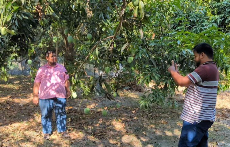 ভালো ফলন দেখে পরিধি বাড়িয়ে বাগান তৈরি করেন। এরপর থেকে প্রতি বছর আমের উৎপাদন বাড়তে থাকে।