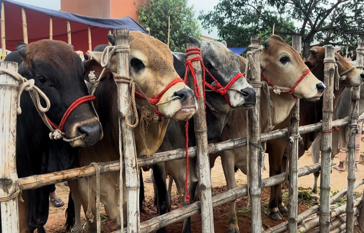 বাজারে মণপ্রতি ২৬-২৮ হাজার টাকায় বিক্রি হচ্ছে ছোট ও মাঝারি গরু। বড় গরুর দাম তুলনামূলক কম। বড় গরুর ক্রেতা কম থাকায় হাটে তেমন তোলা হচ্ছে না। ভালো দামের আশায় এসব গরু ঢাকা ও চট্টগ্রামসহ বাইরের বিভিন্ন জেলায় নেওয়া হবে।