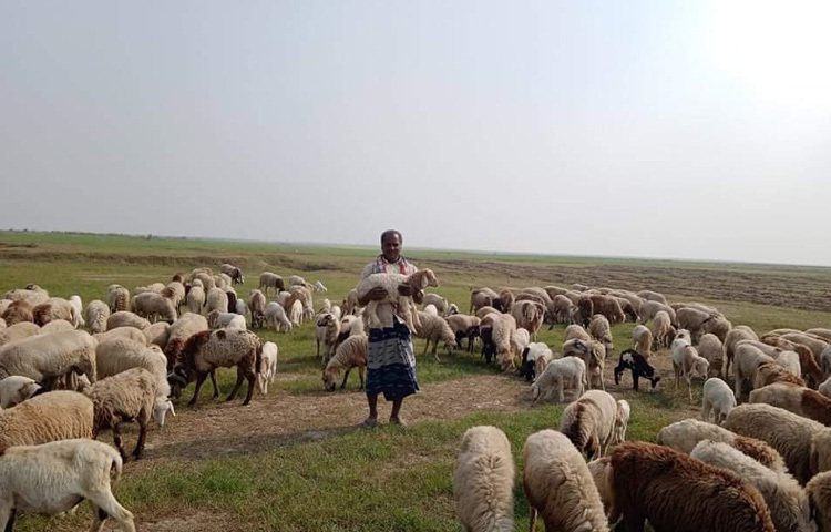 চাঁপাইনবাবগঞ্জ সদর উপজেলার গোবরাতলা ইউনিয়নের আমারক গ্রামে ‘প্রয়াস’ নামের একটি মানবিক উন্নয়ন সংস্থা গড়ে তুলেছে বড় পরিসরের একটি গাড়ল খামার। এক বিঘা জমির ওপর বিস্তৃত এই খামার থেকেই অনলাইনে বিক্রি হচ্ছে শতাধিক গাড়ল। ক্রেতারা অর্ডার দিচ্ছেন মোবাইল বা সামাজিক যোগাযোগমাধ্যমে, আর নির্দিষ্ট দিনে তাদের কাছে পৌঁছে যাচ্ছে পশুটি।