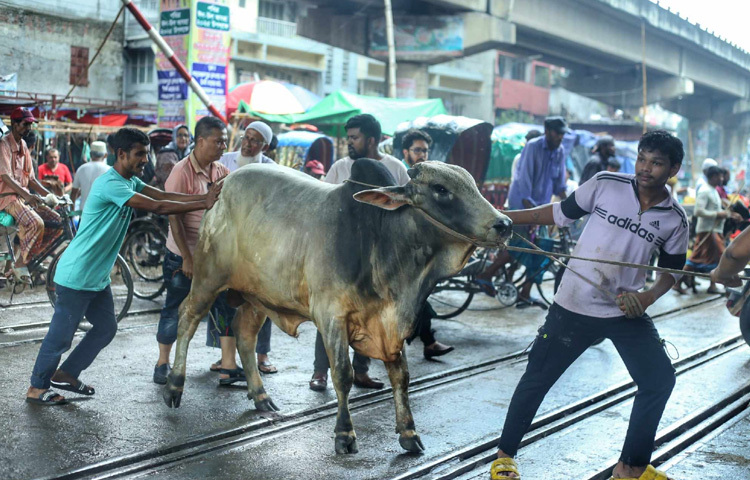 ঢাকার ব্যস্ত নগরজীবন যখন ধীরে ধীরে ঈদের ছোঁয়ায় মন্থর হয়ে উঠছে, ঠিক তখনই প্রাণ ফিরে পেয়েছে শাহজাহানপুরের গরুর হাট।