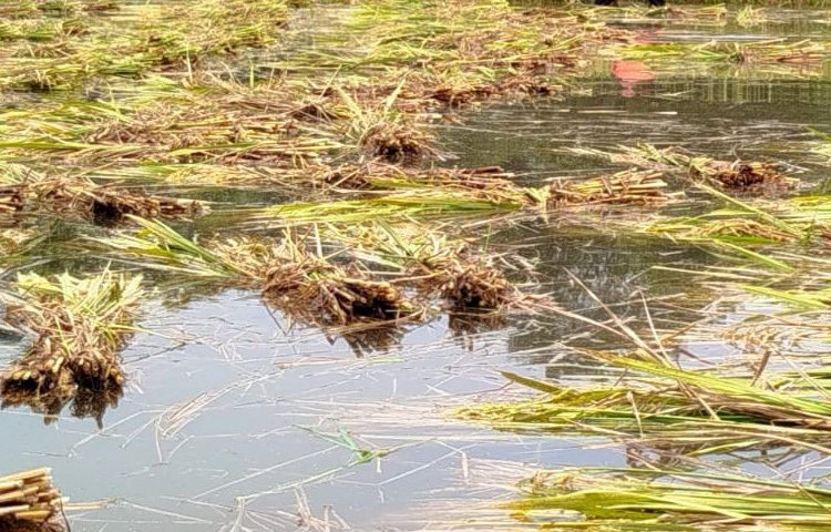 তবে অনেকে বলছেন, শ্রমিক পাওয়া যাচ্ছে না। কারণ কেউ পানিতে নেমে কাজ করতে রাজি নন।
