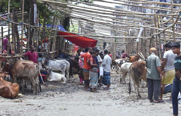 রাজধানীর মানুষের কোরবানির জন্য হাটগুলো বছরের সবচেয়ে গুরুত্বপূর্ণ আয়োজন। কিন্তু এবার শেষ মুহূর্তেও সেই জমজমাট হাটের চিত্র চোখে পড়েনি। কেউ বলছেন আগাম বিক্রিতে গরু শেষ, কেউ বলছেন সরবরাহ কম। কিন্তু এই ফাঁকা হাট যে ঈদের আগের দিন ঢাকাবাসীর কোরবানির প্রস্তুতিতে এক ধরনের অস্বস্তি এনে দিয়েছে তা আর বলার অপেক্ষা রাখে না।