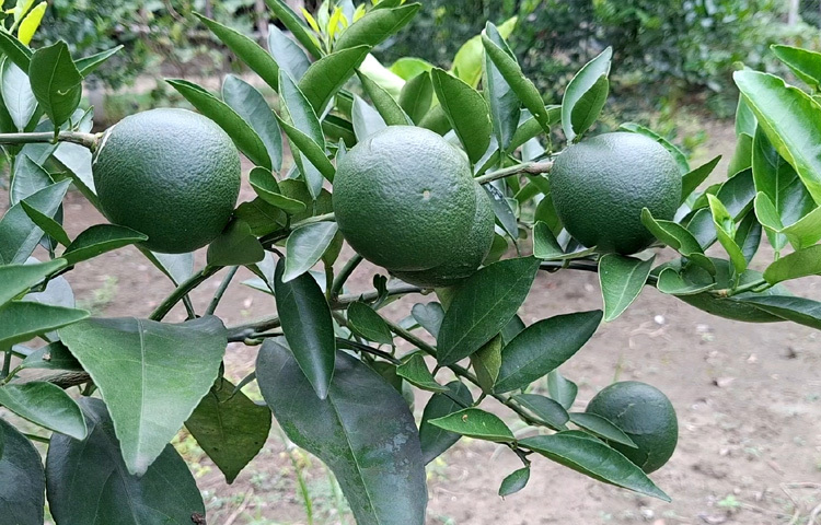 এসব গাছে শোভা পাচ্ছে রং-বেরঙের আঙুরসহ মাল্টা ও কমলা।