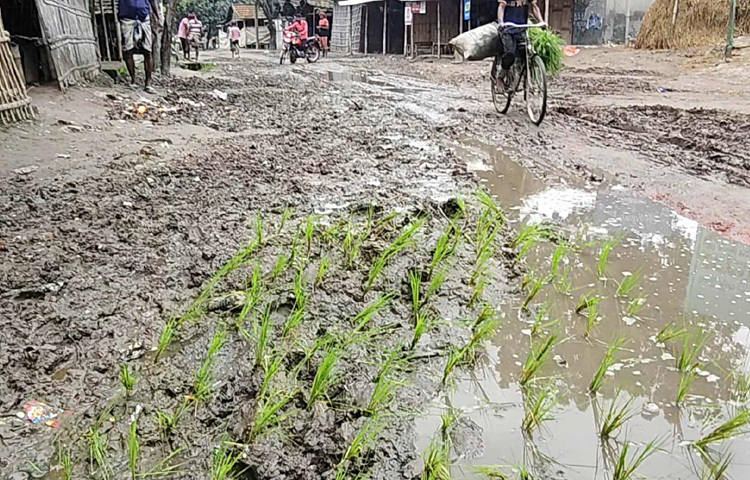 এই সড়ক দিয়ে প্রতিদিন যাতায়াত করেন রফিকুল ইসলাম। তিনি বলেন, এই রাস্তা দিয়ে প্রতিদিন প্রায় তিন হাজার মানুষ চলাচল করে। কৃষিপণ্য পরিবহন, শিক্ষার্থী ও রোগী পরিবহন সব কিছুতেই এই সড়ক গুরুত্বপূর্ণ। কিন্তু রিকশা-অটোরিকশা তো দূরের কথা, মরদেহও নিয়ে যেতে হয় মাথায় করে।
