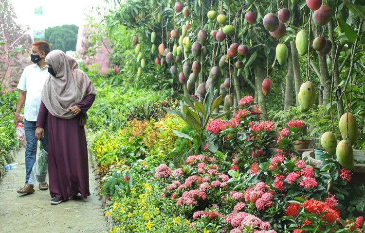 আম, জাম, কাঁঠাল, লিচু, পেয়ারা, ড্রাগন, তেঁতুল, কামরাঙা থেকে শুরু করে দুর্লভ প্রজাতির ক্যাকটাস কিংবা বোনসাইও রয়েছে অনেক স্টলে।