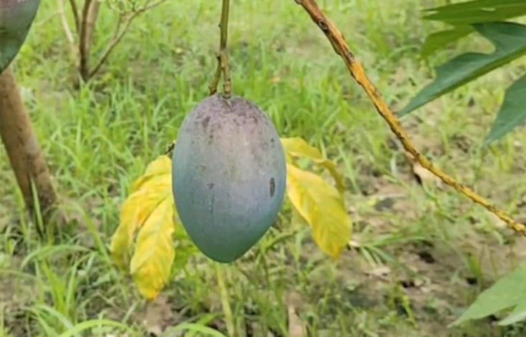 মেহেরপুর কৃষি সম্প্রসারণ অধিদপ্তরের উপপরিচালক সামসুল আলম বলেন, মিয়াজাকি আম শুধু সুস্বাদুই নয়, এতে রয়েছে ডায়াবেটিস নিয়ন্ত্রণ, ক্যানসার প্রতিরোধ এবং রোগপ্রতিরোধ ক্ষমতা বাড়ানোর গুণ। কৃষকদের এই জাতের আম চাষে উদ্বুদ্ধ করতে আমরা সব ধরনের সহায়তা দিচ্ছি।