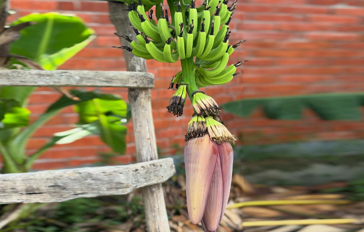 কলার গাছে ঝুলছে মোচা, আর কিছুদিন পরেই পাকা কলায় ভরে যাবে গাছ।