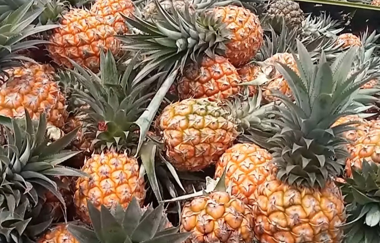 স্থানীয়রা জানান, উপজেলার নাওগাঁও, সন্তোষপুর, রাঙ্গামাটিয়া, কৃষ্ণপুর, কালাদহ, পাহাড় অনন্তপুর ও হাতিলেট এলাকায় প্রচুর আনারস চাষ হয়। এবারও চাষ হচ্ছে। অনেক কৃষকের ক্ষেতে আনারস কাঁচা আবার অনেকের ক্ষেতে আনারস পেকে গেছে।