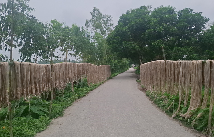 চাষিরা জানান, এবার প্রতি বিঘায় ৮ থেকে ৯ মণ পাটের ফলন হয়েছে। গত বছর প্রতি মণ পাট বিক্রি হয়েছে ২ হাজার ৫শ’ থেকে ২ হাজার ৭শ’ টাকায়। এবার সেই দাম দাঁড়িয়েছে ৪ হাজার থেকে ৪ হাজার ২শ’ টাকায়। গত বছর পাট চাষে লোকসান গুনতে হয়েছিল। চলতি মৌসুমে আবাদ ভালো হওয়ায় লাভবান হচ্ছেন। এতে তারা খুশি। বিশেষ করে গত বছরের চেয়ে এবার বাজারে পাটের দামও বেশি। বোরো ধানের চেয়ে এ বছর পাটের আবাদ ভালো হয়েছে।