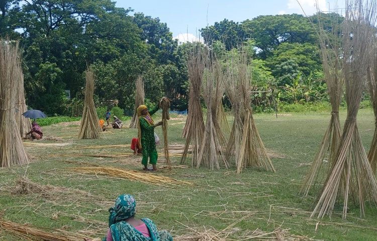 মুলাডুলির ইটভাটা এলাকার কাজে নিয়োজিত পুরুষ শ্রমিক বলেন, ‘প্রতি বছরই নারীরা পাট ছোলার (আঁশ ছাড়ানো) কাজ করে। তাদের ছোলা আঁশ আমরা ধোয়ার কাজ করি। আমরা মজুরি পেলেও তারা কোনো মজুরি পায় না বা চায় না। তারা শুধু পাটকাঠি নেয়।’