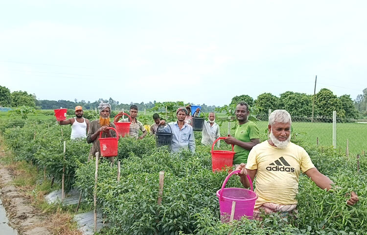 Sarwar Selim has achieved great success in cultivating chillies using mulching and pheromone yellow trap methods during the monsoon season. Many people are leaning towards cultivating chillies using this method after seeing him.