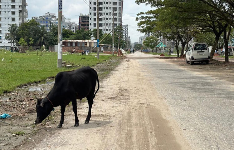 রাস্তার পাশে বেঁধে রাখা গরু। শহরের মাঝে এমন দৃশ্য খুবই বিরল।