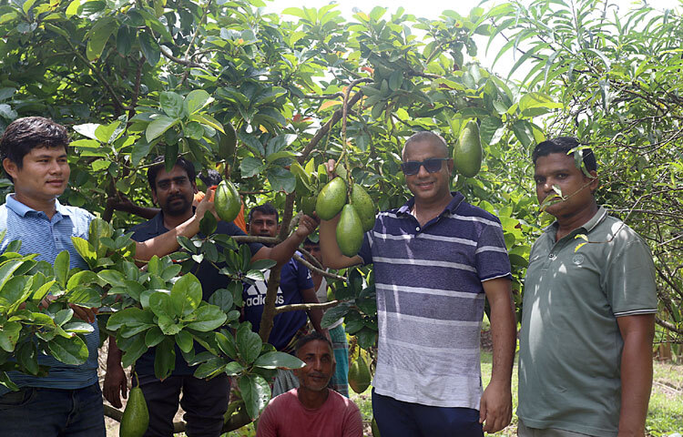 এ পর্যন্ত তিনি প্রায় ৫০০ কেজির বেশি ফল সংগ্রহ করতে পেরেছেন। তার এই প্রাথমিক সাফল্য প্রমাণ করেছে বাংলাদেশের আবহাওয়া অ্যাভোকাডো চাষের জন্য উপযোগী। তিনি আশা করছেন, আগামী কয়েক বছরের মধ্যে আরও বড় আকারে বাণিজ্যিকভাবে অ্যাভোকাডো ফলানো সম্ভব।