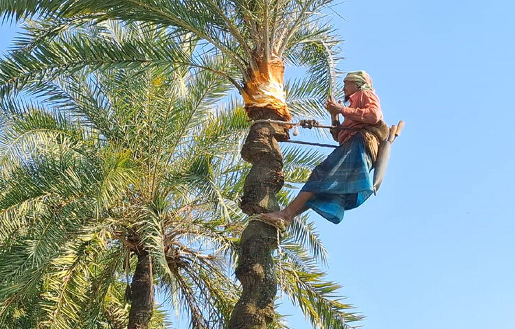 ভোর হলেই ঠুঙ্গি, বাইলধারা, দড়ি, গাছিদা হাতে ছুটছেন তারা। ধারালো দা দিয়ে নিপুণ হাতে খেজুর গাছের মাথা পরিষ্কার করছেন। মাথা পরিষ্কার করার পর গাছগুলোকে দুই সপ্তাহের বিশ্রাম দেওয়া হয়। সবমিলিয়ে শীতে খেজুর রস সংগ্রহ ও গুড় তৈরির মহাযজ্ঞকে ঘিরে কৃষকের চোখেমুখে স্বপ্নের হাতছানি।