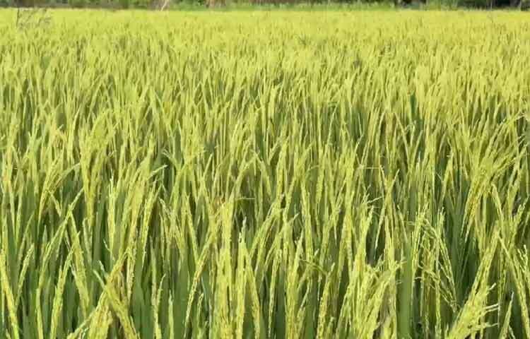 কৃষি বিভাগের দেওয়া তথ্যমতে, বৃহস্পতিবার পর্যন্ত ৮৩শতাংশ কাটা সম্পন্ন হয়েছে। ২০ নভেম্বর থেকে জেলায় আমন ধান কাটা শুরু হয়েছে। ২০ ডিসেম্বরের মধ্যে অবশিষ্ট জমির ধান কাটা সম্পন্ন হবে।