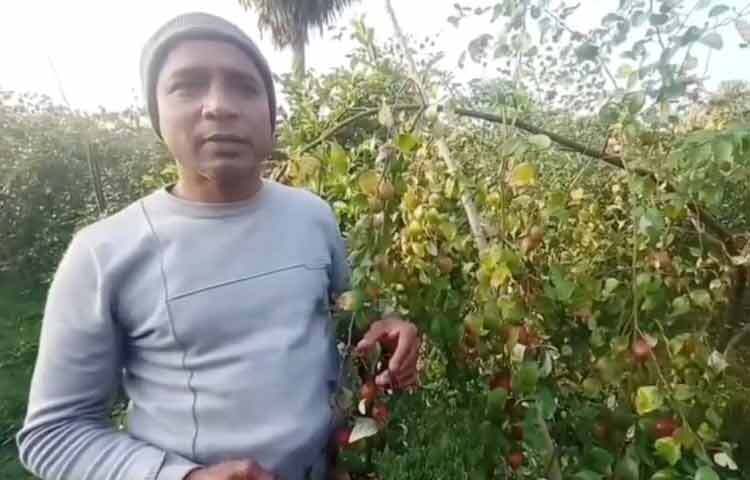 শিক্ষক মো. শরাফাতুল আলম বলেন, ‌‘করোনার সময় থেকেই বাড়ির পাশে নিজ জমিতে বরই চাষ শুরু করেছি। প্রতি বছর ব্যয় বাদ দিয়েও ভালো লাভ পাই। বর্তমানে বাগানে ভারত সুন্দরী, বল সুন্দরী ও কাশ্মীরি জাতের বরই এসেছে। এর মধ্যে ১৫ ডিসেম্বর থেকে ভারত সুন্দরী জাতের বরই তোলা শুরু হয়েছে। পর্যায়ক্রমে অন্য জাতের বরইও বাজারে আসবে।’