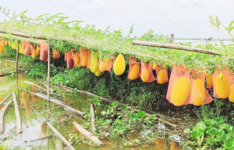 নবগঙ্গা ডিগ্রি কলেজের ব্যবস্থাপনা বিভাগের সহকারী অধ্যাপক শেখ কামাল হোসেন জানান, উপজেলা কৃষি বিভাগের সহযোগিতায় খুলনার ডুমুরিয়া থেকে হাতেকলমে প্রশিক্ষণ নিয়ে গাছবাড়িয়া বিলের ৭ একর মাছের ঘেরের পারে ১ হাজার ৪০০টি চারা রোপণ করেছেন। তার মোট খরচ হয়েছে ৭০ হাজার টাকা। এবার আশা করছেন ৩ লাখ টাকা বিক্রি হবে। ছবি: হাফিজুল নিলু