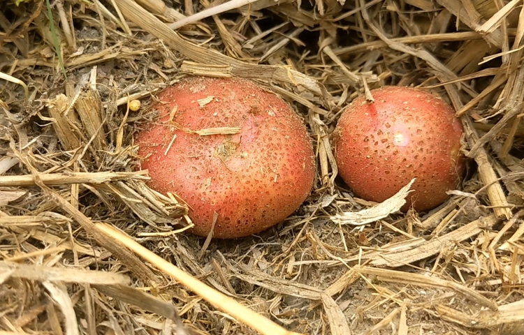 জানা যায়, আমন ধান কাটার পর জমির মাটি যখন কিছুটা নরম থাকে তখন সেই জমিতে আলুর বীজ সারিবদ্ধভাবে রোপণ করে দেওয়া হয়, এরপর তার উপর জৈব সার, ছাই, অন্যান্য সার, খড়কুটা দিয়ে ঢেকে দেওয়া হয়। এরপর আর তেমন কোনো পরিচর্যা লাগে না। এতে চাষের খরচও হয় না। ছবি: আব্দুস সালাম আরিফ