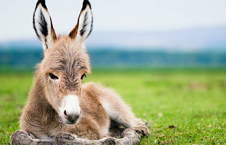 গাধা একা থাকতে পারেনা। কমপক্ষে একটি ছাগল বা শিশুর সাহচর্য পেলেও সে উৎফুল্ল থাকে। অন্যান্য প্রাণীর সাথে খুব সহজেই চমৎকার মানিয়ে নেয় গাধা। ছবি: সংগৃহীত