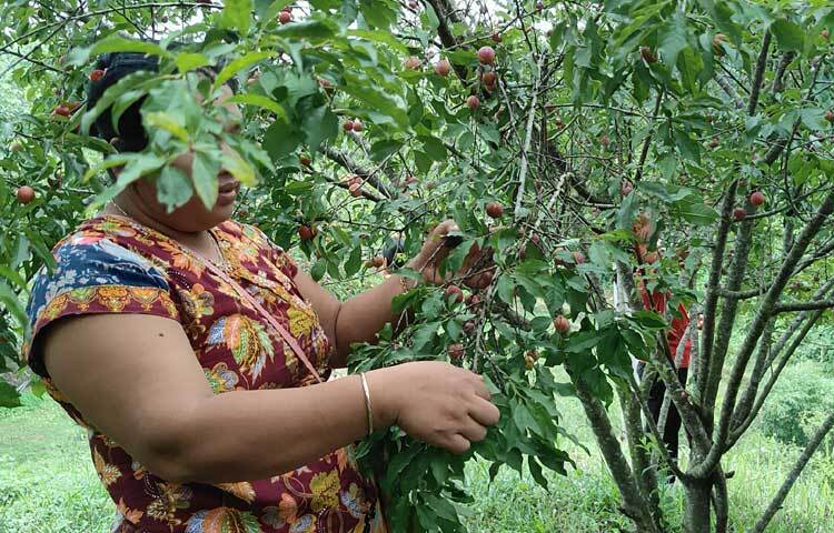 জানা গেছে, ২০১৯ সালের দিকে পার্বত্য চট্টগ্রাম উন্নয়ন বোর্ডের মিশ্র মসলা চাষ প্রকল্পের আওতায় ১২০টি আলুবোখারার গাছের চারা লাগান কৃষক ম্রাসাথোয়াই মারমা। উচ্চমূল্যের আলুবোখারা চাষ করলেও প্রক্রিয়াজাত করার প্রক্রিয়া না জানায় হতাশ তিনি। ছবি: মুজিবুর রহমান ভুইয়া