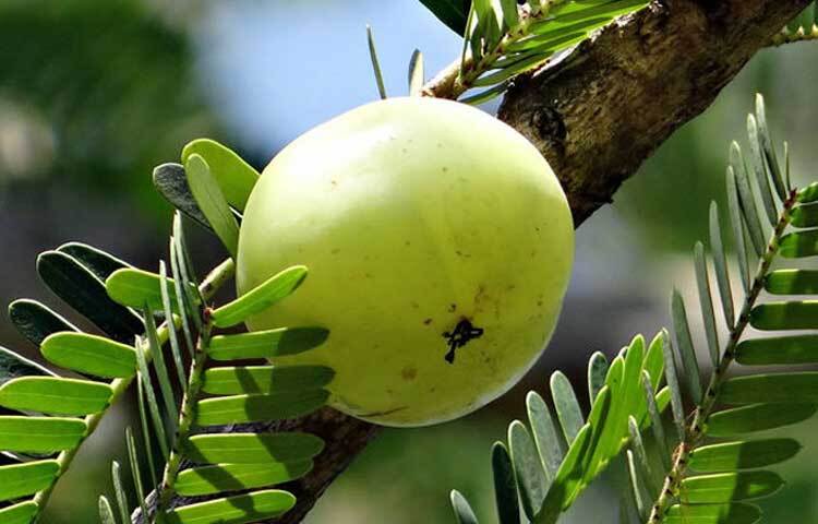 আমলকির মধ্যে প্রচুর পরিমাণে অ্যান্টি অক্সিডেন্ট আছে। তার ফলে বার্ধক্যজনিত বিভিন্ন সমস্যা, রোগ এড়ানো সম্ভব নিয়মিত এই ফল খেলে।