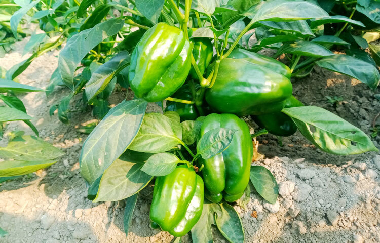 এতে স্বাদ যেমন ভালো থাকে তেমনি ভিটামিন ‘সি’সহ পুষ্টি উপাদানগুলোও থাকে অক্ষুণ্ণ।